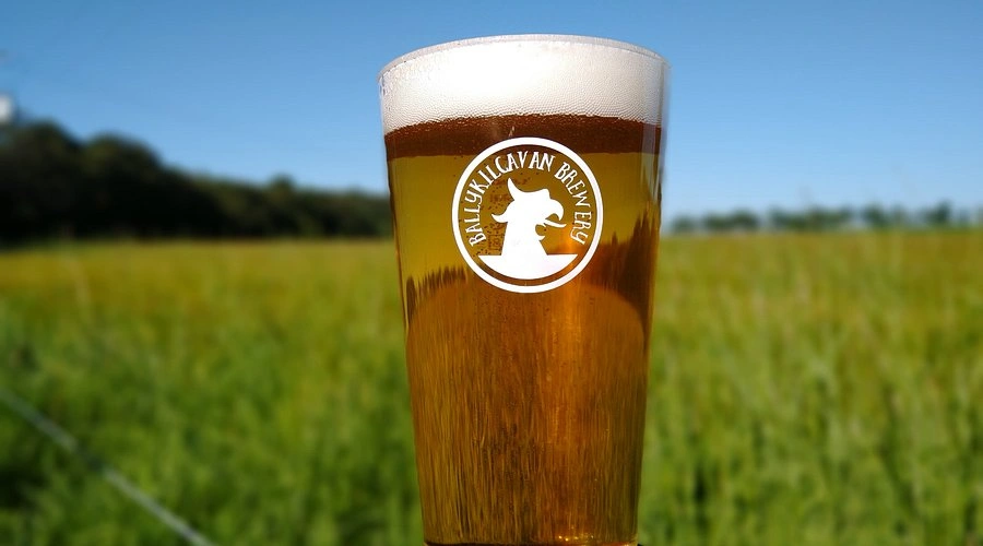 Pint of beer with Ballykilcavan Brewery logo set against a backdrop of lush green fields and blue sky, emphasising a rural brewing experience.