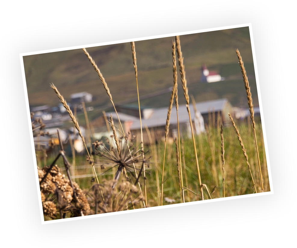 Tall grasses and wildflowers in the foreground with a blurred village backdrop, featuring a distinctive church steeple, set against a hilly landscape.
