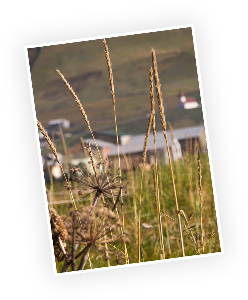 Tall grasses and wildflowers in the foreground with a blurred village backdrop, featuring a distinctive church steeple, set against a hilly landscape.
